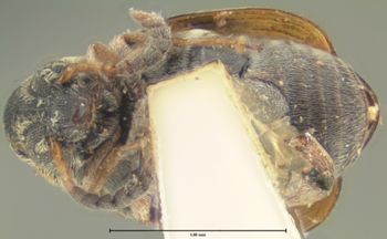 Media type: image;   Entomology 8203 Aspect: habitus ventral view